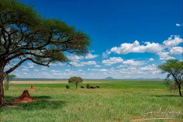 Photo safari in Tanzania visiting Tarangire National Park