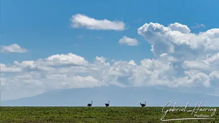 Great migration photographic safari may 2025