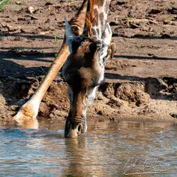 Great migration photographic safari may 2025