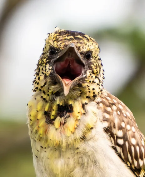 Bird watching photo safari northern Tanzania