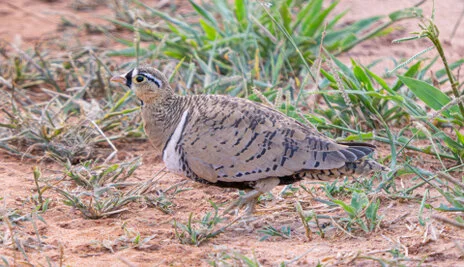 Bird watching photo safari northern Tanzania