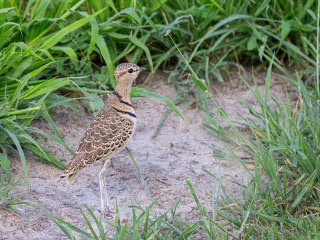 Bird watching photo safari northern Tanzania