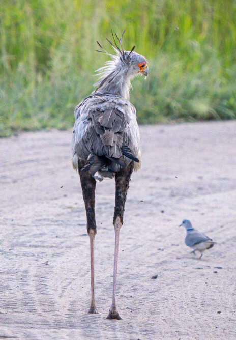 Bird watching photo safari northern Tanzania