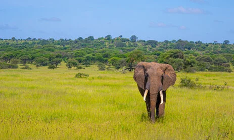 Bird watching photo safari northern Tanzania