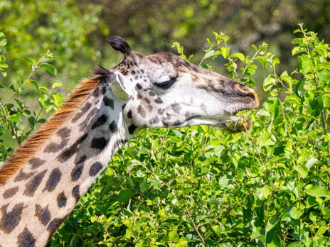 Bird watching photo safari northern Tanzania