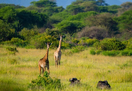 Bird watching photo safari northern Tanzania