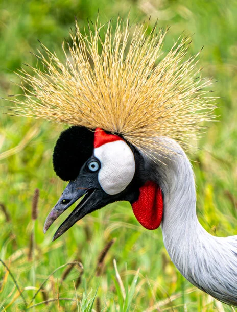 Bird watching photo safari northern Tanzania