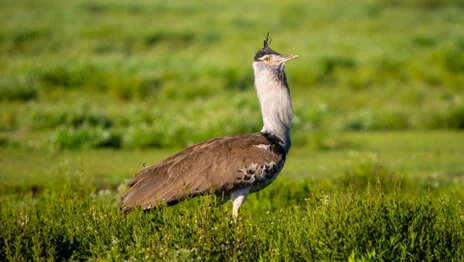 Bird watching photo safari northern Tanzania