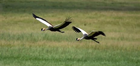 Bird watching photo safari northern Tanzania