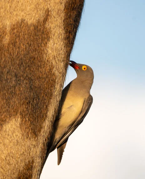 Bird watching photo safari northern Tanzania