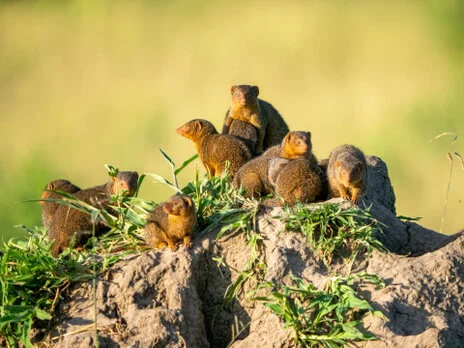 Bird watching photo safari northern Tanzania