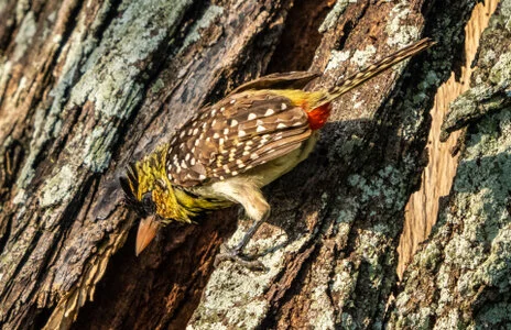 Bird watching photo safari northern Tanzania