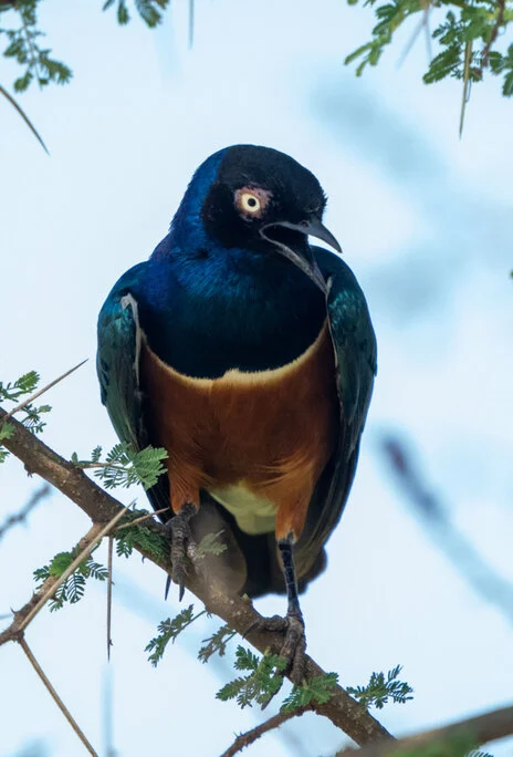 Bird watching photo safari northern Tanzania