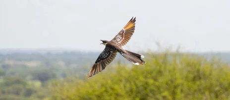 Bird watching photo safari northern Tanzania