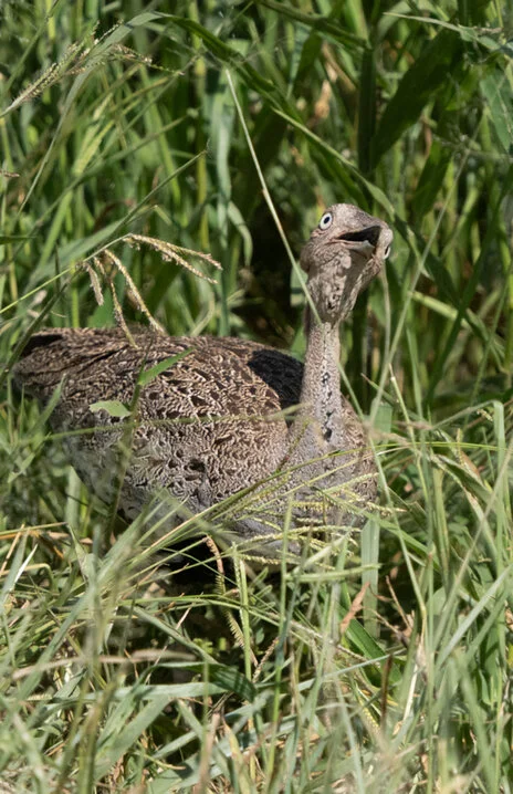 Bird watching photo safari northern Tanzania