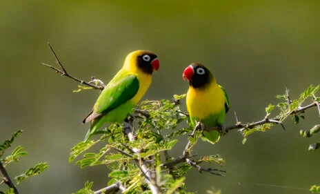 Bird watching photo safari northern Tanzania