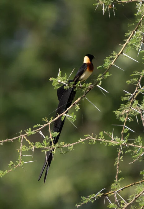 Bird watching photo safari northern Tanzania