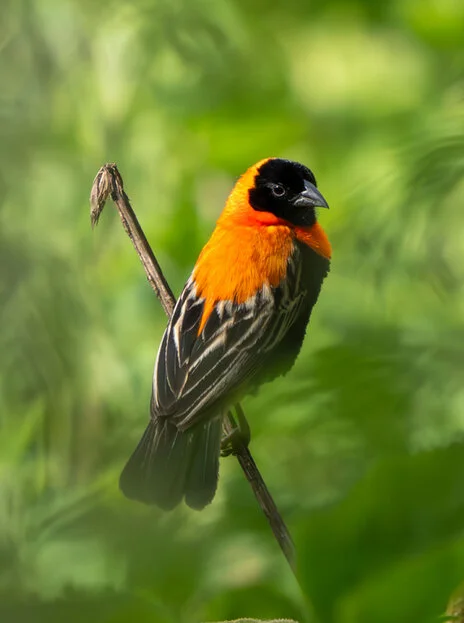 Bird watching photo safari northern Tanzania