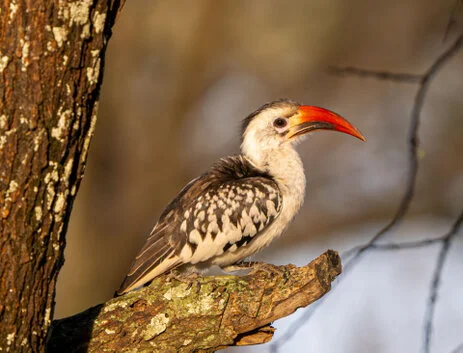 Bird watching photo safari northern Tanzania