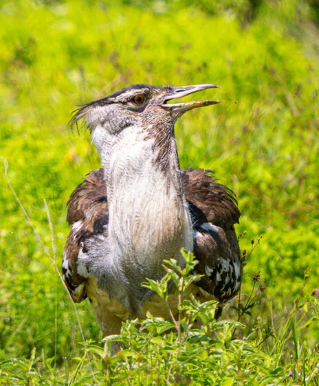 Bird watching photo safari northern Tanzania