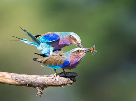 Bird watching photo safari northern Tanzania