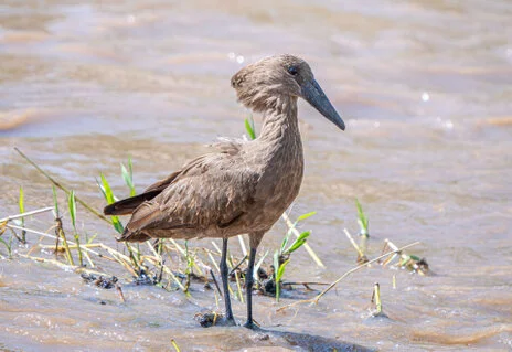 Bird watching photo safari northern Tanzania