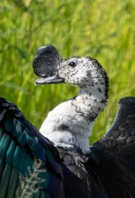 Birdwatching Safari in Serengeti