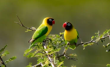 Birdwatching Safari in Serengeti