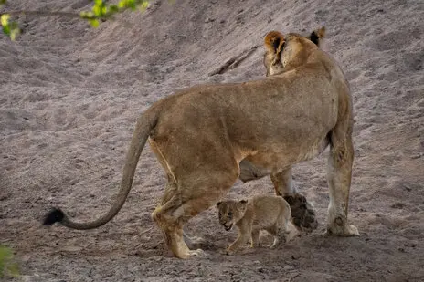 Photo portofolio by Marco B. of a Safari with Endelevu