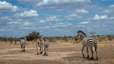 Photo portofolio by Marco B. of a Safari with Endelevu