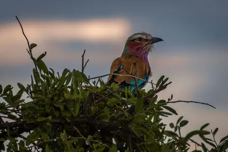 Photo portofolio by Marco B. of a Safari with Endelevu