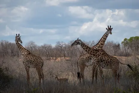 Photo portofolio by Marco B. of a Safari with Endelevu