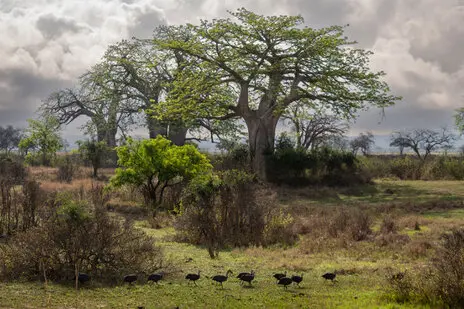 Photo portofolio by Marco B. of a Safari with Endelevu