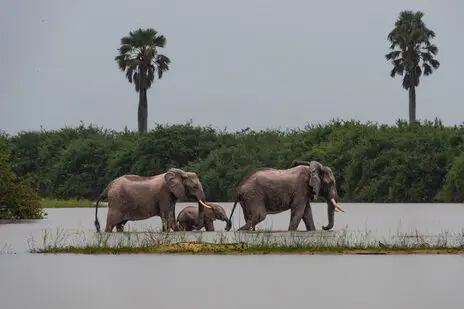 Photo portofolio by Marco B. of a Safari with Endelevu