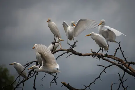 Photo portofolio by Marco B. of a Safari with Endelevu