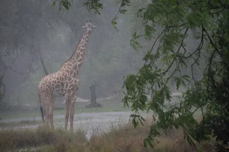 Photo portofolio by Marco B. of a Safari with Endelevu