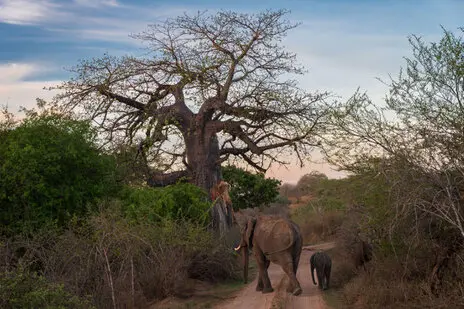 Photo portofolio by Marco B. of a Safari with Endelevu