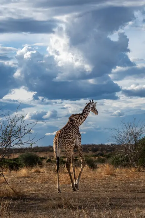 Photo portofolio by Marco B. of a Safari with Endelevu