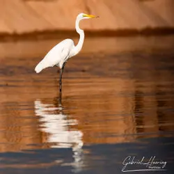 Southern Tanzania Selous Photographic Safari