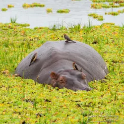 Southern Tanzania Selous Photographic Safari