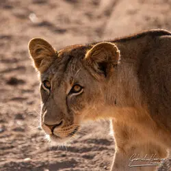 Southern Tanzania Selous Photographic Safari