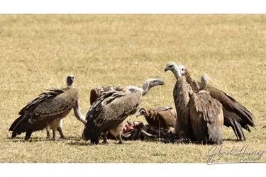 Great migration photographic safari may 2025