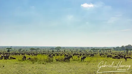 Great migration photographic safari may 2025