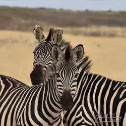 Great migration photographic safari may 2025