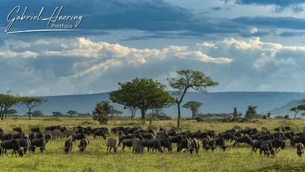 Join us in a unique photographic safari with Serengeti great migration calving season as highligh combined with Ngorongoro and Tarangire in Tanzania