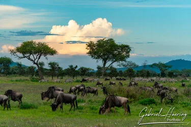 Join us in a unique photographic safari with Serengeti great migration calving season as highligh combined with Ngorongoro and Tarangire in Tanzania