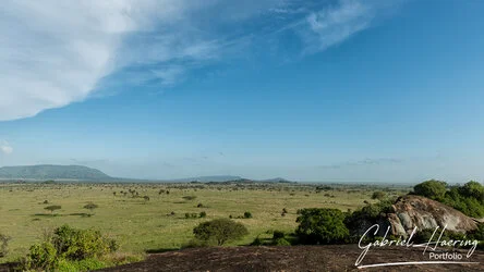 Join us in a unique photographic safari with Serengeti great migration calving season as highligh combined with Ngorongoro and Tarangire in Tanzania