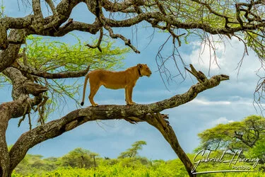 Join us in a unique photographic safari with Serengeti great migration calving season as highligh combined with Ngorongoro and Tarangire in Tanzania