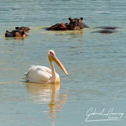 Join us in a unique photographic safari with Serengeti great migration calving season as highligh combined with Ngorongoro and Tarangire in Tanzania