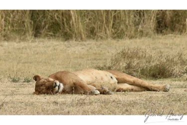 Join us in a unique photographic safari with Serengeti great migration calving season as highligh combined with Ngorongoro and Tarangire in Tanzania
